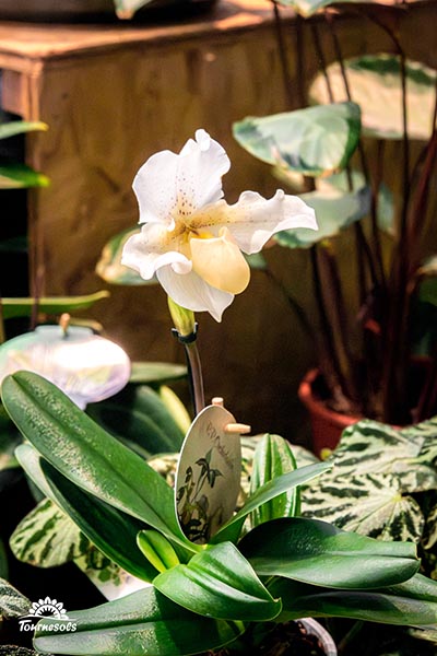 Paphiopedilum american hybride